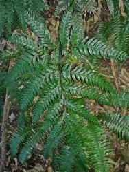 Pteris carsei. Adaxial surface of 2-pinnate-pinnatifid frond with glossy green lamina surfaces, and extended basal basiscopic secondary pinnae on basal primary pinnae.
 Image: L.R. Perrie © Leon Perrie CC BY-NC 3.0 NZ